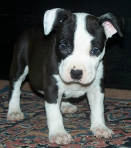 DDDawgs Last Fandango